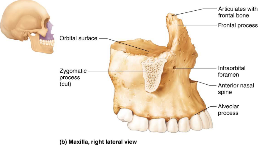 <ul><li><p>Medially fused to form upper jaw &amp; central facial skeleton</p></li></ul><p></p>