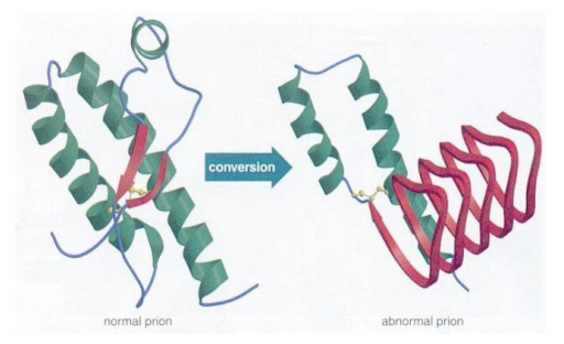 <p>The <strong>native form of prion protein</strong> is not only expressed in humans but also in _</p>