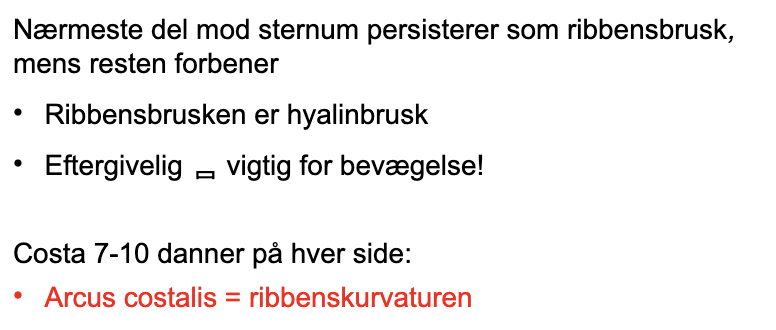<p>Hyalinbrusk eftergivelig (vigtig for bevægelse)</p><p>Costae 7-10 på hver side danner ribbenskurvaturen (arcus costalis)</p>