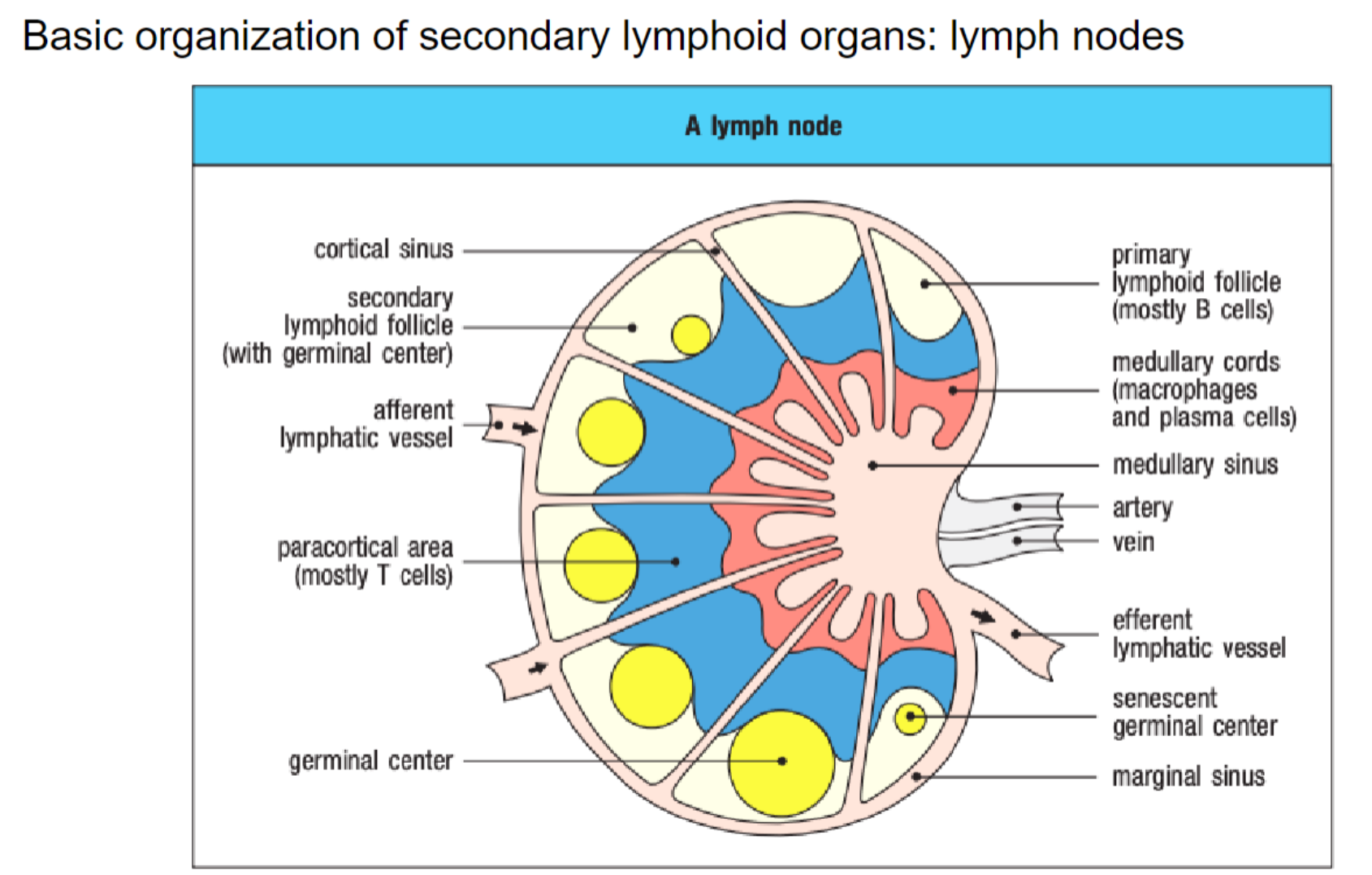 <ul><li><p><strong>Lymph Nodes:</strong> Filter interstitial fluid from lymphatic system, brought in through afferent lymphatic vessels.</p></li><li><p><strong>Antigen Encounter Zones:</strong> Channels direct fluid to areas for immune cell-antigen interaction.</p></li><li><p><strong>B Cells:</strong> Found in outer follicles; form germinal centers upon antigen recognition.</p></li><li><p><strong>T Cells:</strong> Localize in the paracortical area, separated from B cells.</p></li><li><p><strong>Antigen Capture:</strong> Trapped in lymph nodes for immune cell recognition; macrophages near the efferent vessel capture any remaining antigens before fluid exits.</p></li><li><p><strong>Immune Cell Entry:</strong> T and B cells enter lymph nodes via blood circulation.</p></li></ul><p></p>
