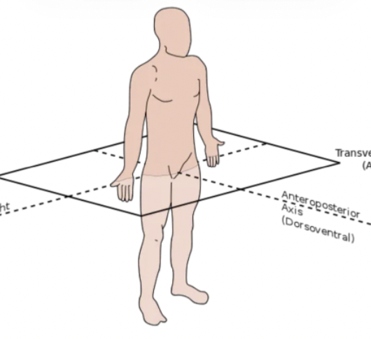 <p>horizontal; separates into superior and inferior sections</p>