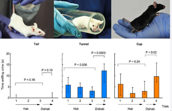 <ul><li><p>must be used to handling before the experiment </p></li><li><p>picking up by the tail causes anxiety and aversion so the mouse will not engage</p><ul><li><p>reduces willingness to explore in behavioural testing</p></li><li><p>impacts data</p></li></ul></li><li><p>Picking up by tunnel or cup is preferred as allows habituation</p></li></ul><p></p>
