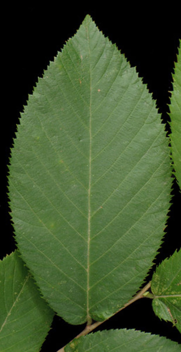 <p>leaf with a single blade, i.e. grass, maple leaves, oak leaves</p>