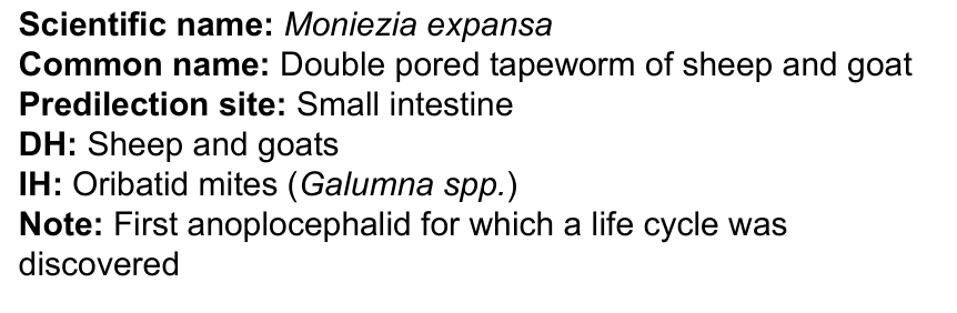 <p>Moniezia expansa</p>