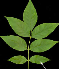<p>what is this leaf shape</p>