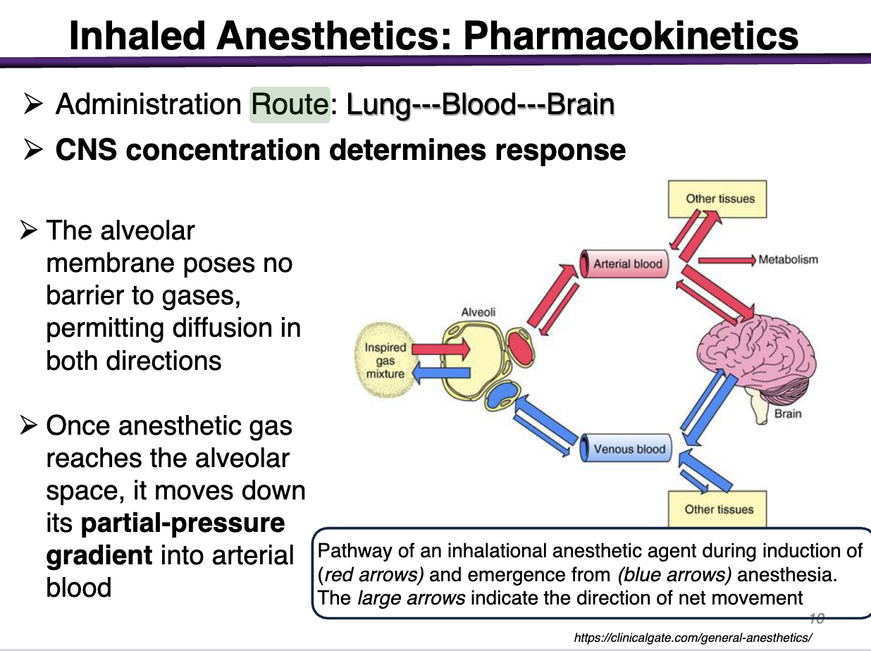<p>CNS Concentration determines response </p>
