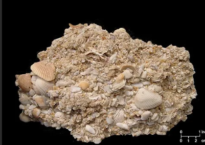<p>-bio-chemical and clastic]</p><p>-lots ofS shells  </p><p>-sub angular </p><p>-gravel &gt;2mm</p><p>-very poorly sorted </p><p>-beach (shallow marine) </p>
