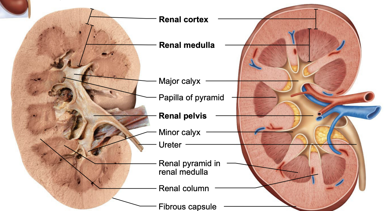 <p>The kidneys have a renal cortex, renal medulla with pyramids, renal pelvis, and calyces for urine collection and flow.</p>