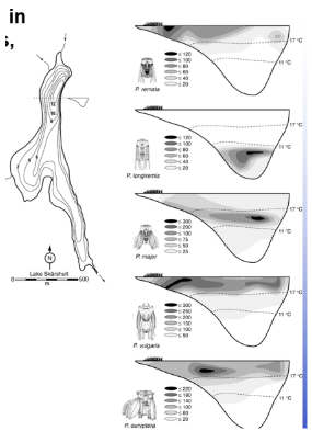 <p class="Paragraph SCXW111729938 BCX0" style="text-align: left;"><span style="line-height: 20.925px;">-Habitat partitioning in <em>Polyarthra</em> species, Lake Skarshult&nbsp;&nbsp;</span></p><ul><li><p class="Paragraph SCXW111729938 BCX0" style="text-align: left;"><span style="line-height: 20.925px;">Closely related species may populate different areas of a lake&nbsp;&nbsp;</span></p></li></ul><ul><li><p class="Paragraph SCXW111729938 BCX0" style="text-align: left;"><span style="line-height: 20.925px;">They need to separate themselves so they can get ahold of the nutrients they need&nbsp;</span></p></li></ul><p></p>