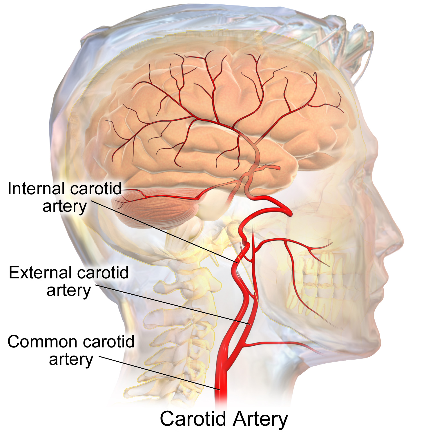 <p>a large blood vessel in the neck that supplies oxygenated blood to the head and neck.</p>