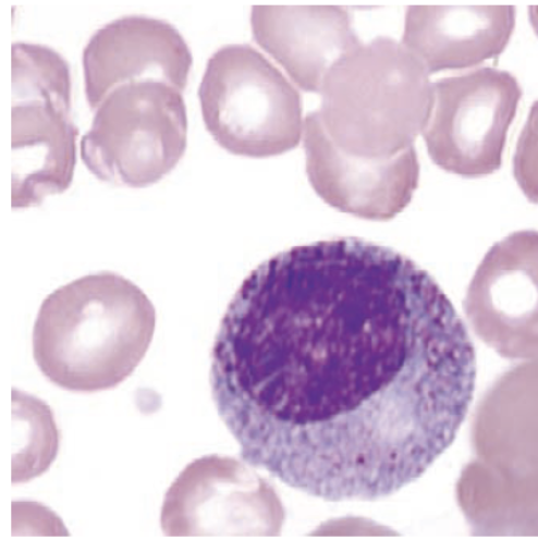 <p>identify this cell:</p>