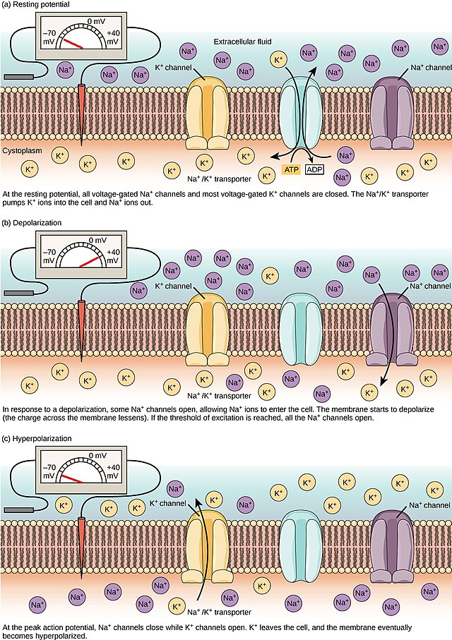 <p>In <strong>hyperpolarization</strong>, too many K+ ions leave the cell, so the neuron becomes more negative than usual. As a result, the neuron is less likely to fire a signal for a short time (refractory period). </p><p>This allows the action potential to only travel down the axon even though the local current goes both ways, as the part behind is in the refractory period and will not be depolarized. </p>