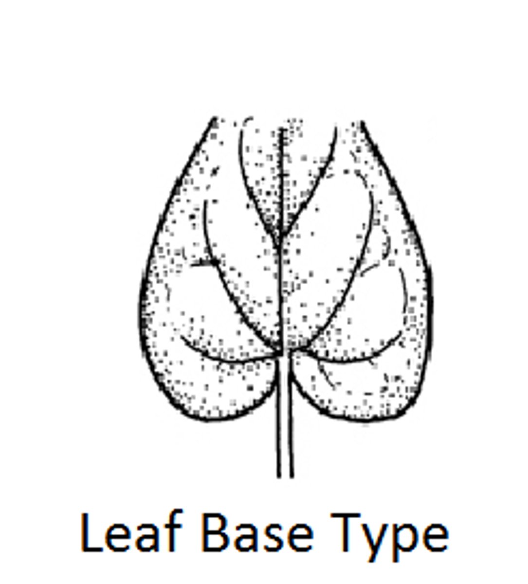<p>heart-shaped leaf base</p>