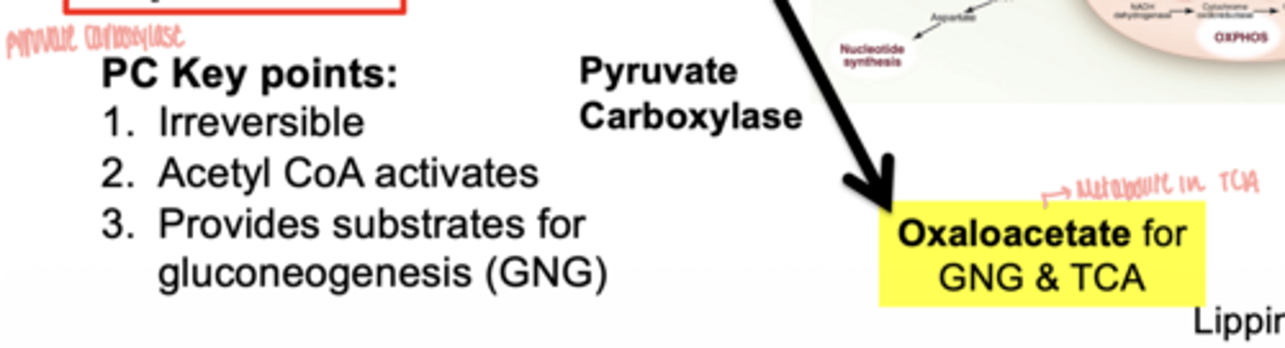 <p>- irreversible</p><p>- acetyl CoA activates</p><p>- provides substrates for gluconeogenesis (GNG)</p>
