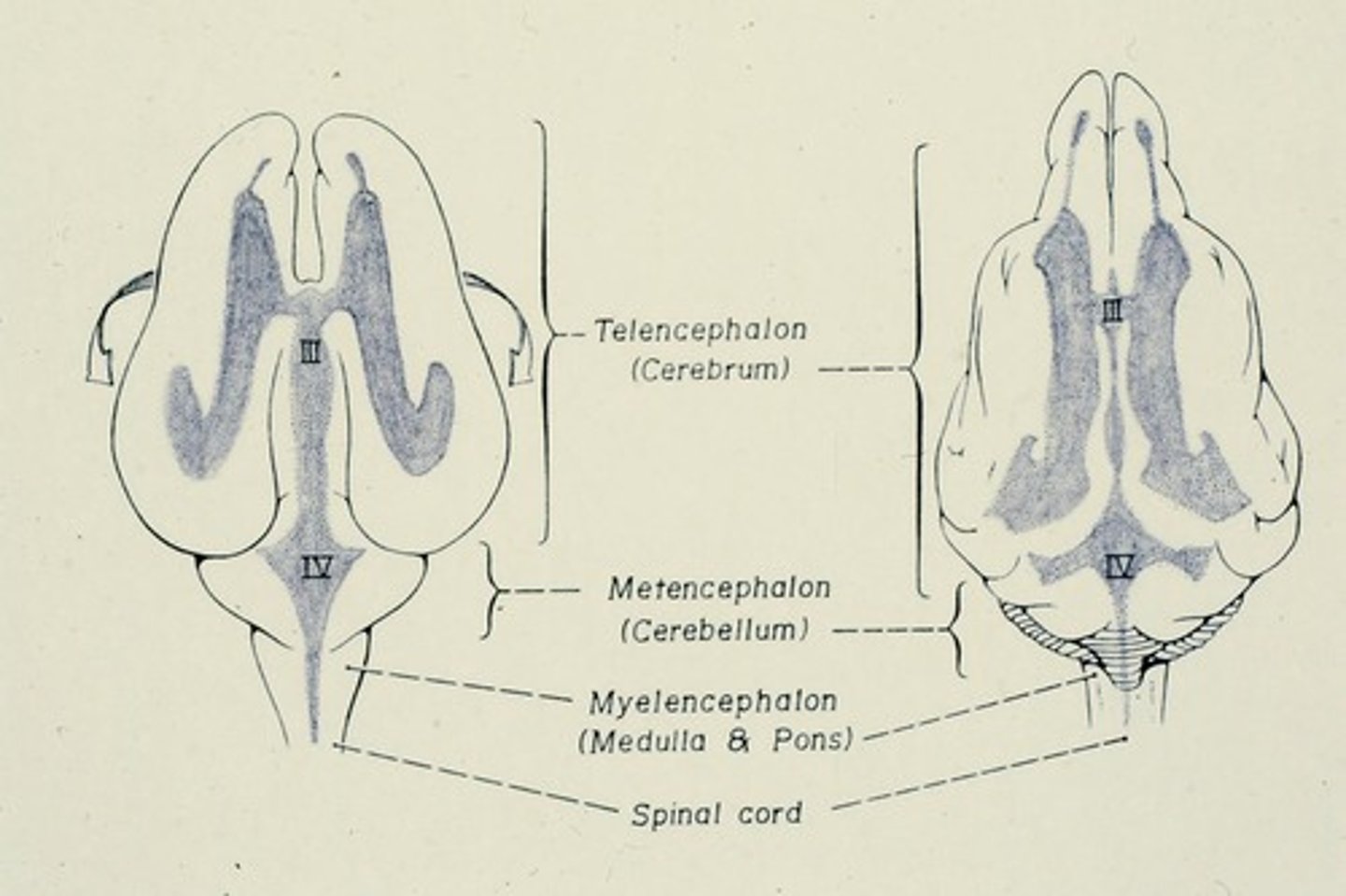 <p>The cerebral hemispheres.</p>