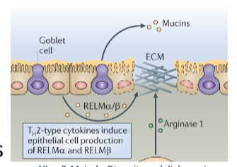 <p>goblet cell hyperplasia/ increased mucus production(worm expulsion)</p><ul><li><p>lubrication in gut, reduces parasites ability to attach, traps parasite</p></li></ul><p>increased production of resistin-like molecule - beta(RELM-beta)</p><ul><li><p>specialised epithelial molecule that distrupts parasites nutrient uptake which affect its abilities </p></li></ul><p>RELM beta inhibits ability of worms to feed on host tissues during infection → reduced fecundity </p>