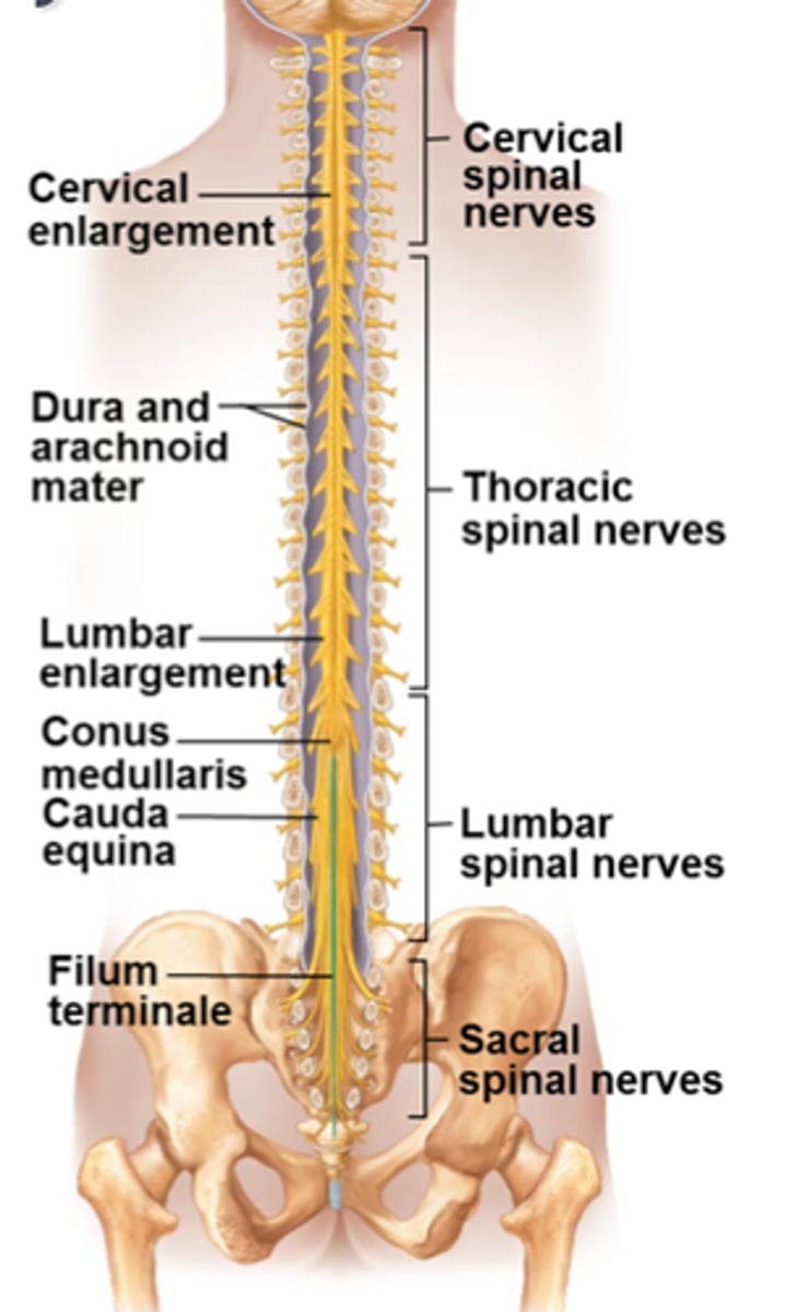 <p>About 18 inches (45 cm) long</p><p>1/2 inch (14 mm) wide</p><p>Ends between vertebrae L1 and L2</p><p>Bilateral symmetry</p><p>two enlargements = cervical and lumbar</p>