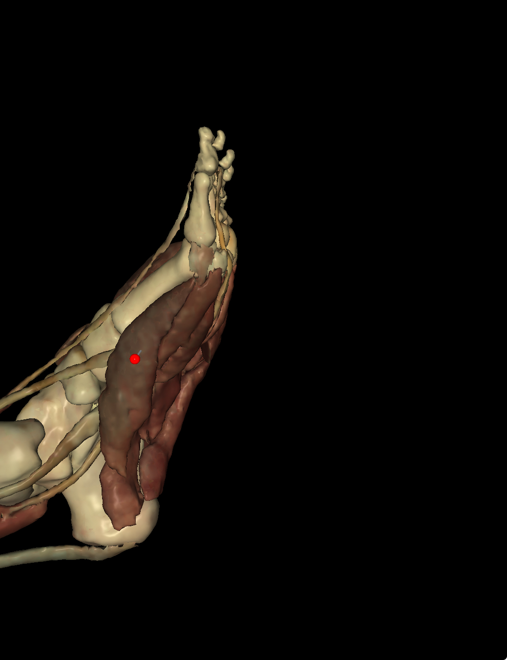 <p>Identify the Structure</p>