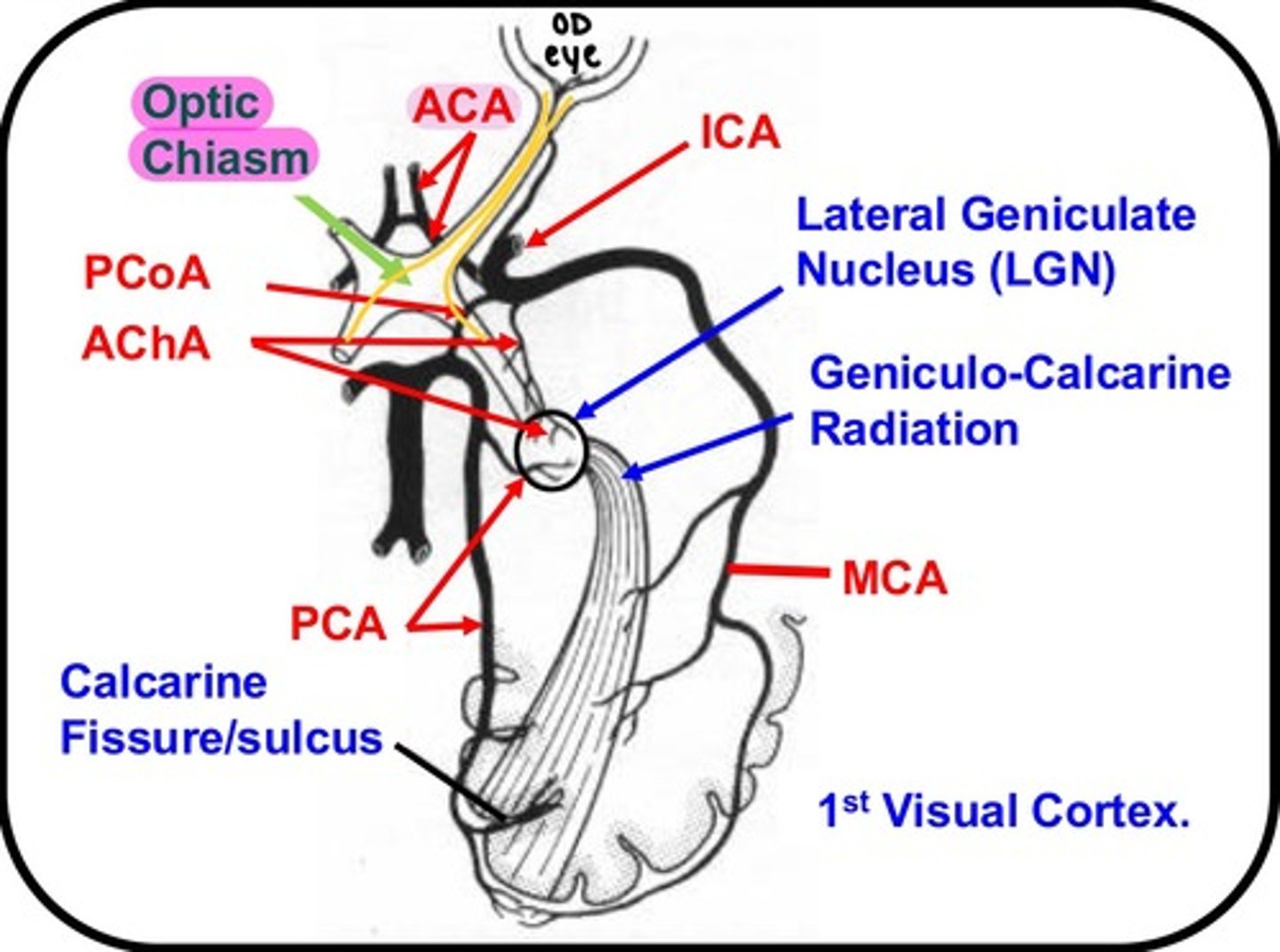 <p>Anterior cerebral artery</p>