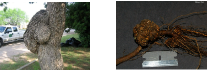 <p>What is shown in these images?</p>