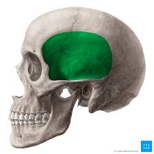 <p>depression posterior to the orbits</p>