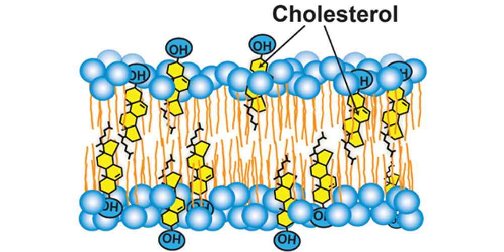 <ul><li><p>A steroid</p></li><li><p>Keeps the phospholipids from locking together/affects membrane fluidity</p><ul><li><p>At warm temps (37°C-body temp), cholesterol restricts movement of phospholipids</p></li><li><p>At cool temps, it protects fluidity by preventing tight packing</p></li></ul></li></ul><p></p>