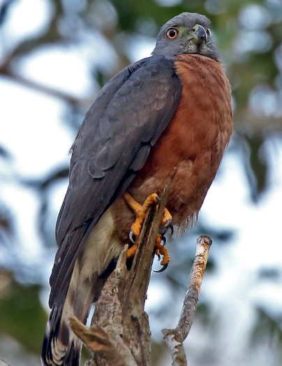 <p>What bird is this?</p>