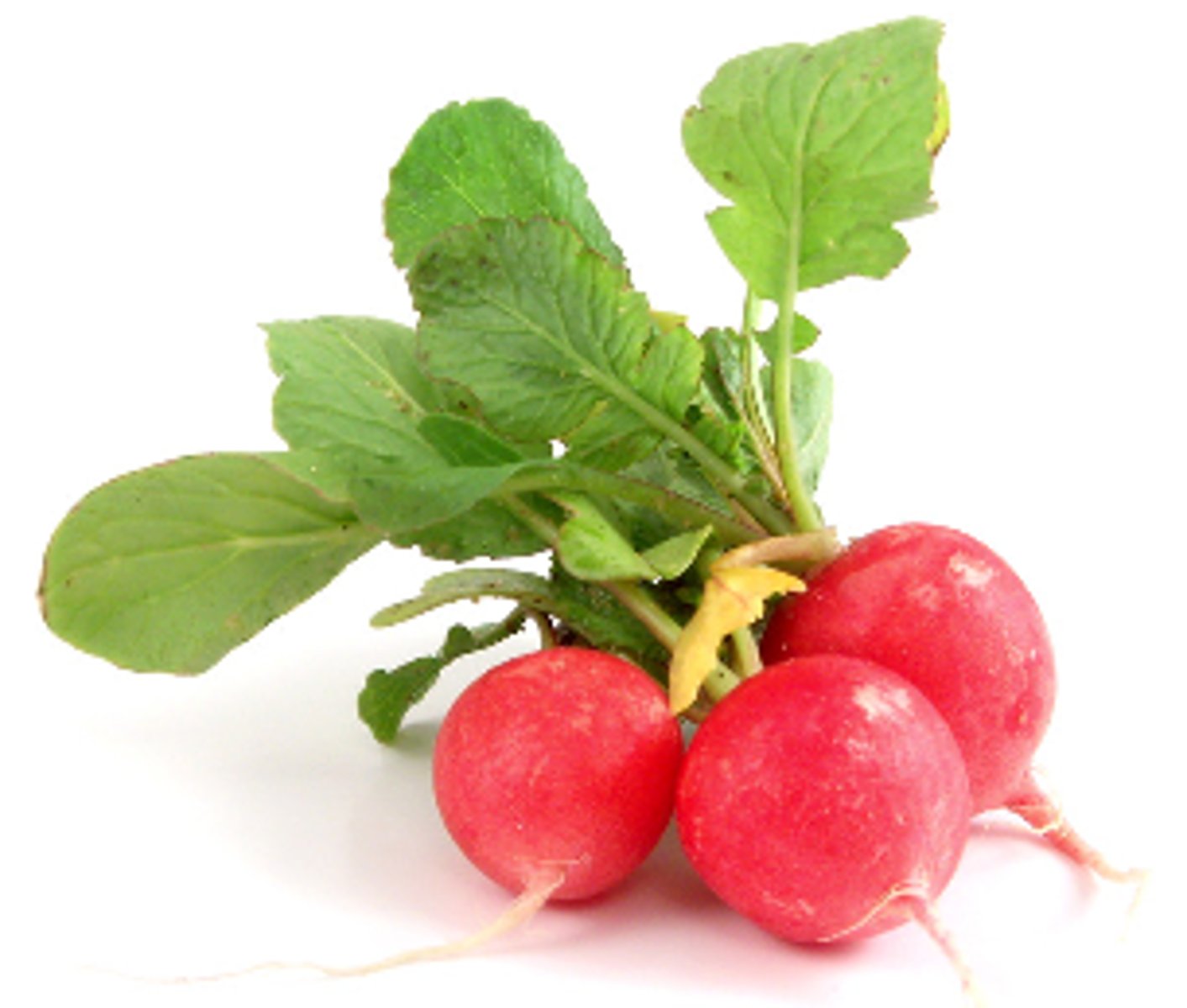 <p>radish</p>