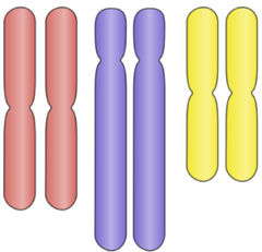 has sets of paired chromosomes