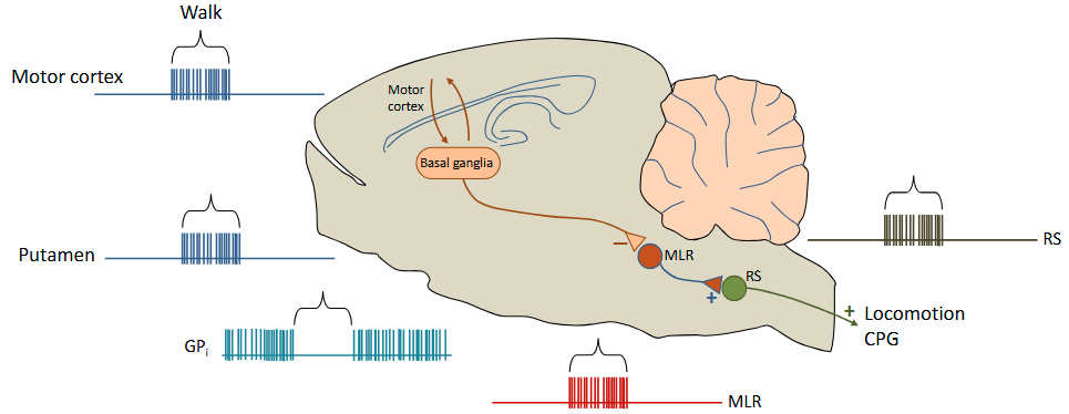 <p>Tonic output from the basal ganglia (GPi) inhibits neurons in the mesencephalic locomotion region (MLR). Cortical motor commands for walking cause relief of this inhibition (activate the putamen). MLR neurons activate descending medullary reticulospinal neurons which activate locomotion central pattern generators in the spinal cord</p>