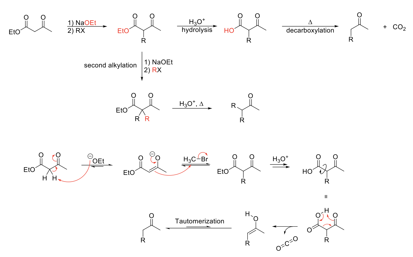 <p><strong>Mechanism:</strong></p><p>1) Enolate formation on ketone of ethyl acetoacetate.</p><p>2) SN2 reaction: Formation of C=O, double bond attacks R-X, X leaves.</p><p>3) Acid hydrolyizes ester into carboyxlic acid.</p><p>4) Heat causes decarboxylation (Ketone grabs H from carboxylic acid, O from alcohol part of carboxylic acid forms CO2 structure, single bond between carboxylic acid breaks to form enol).</p><p>5) Enol tautomerizes to acetone.</p><p></p><p><strong>Notes:</strong></p><p>Use to functionalize acetone.</p><p>Start with ethyl acetoacetate.</p><p>Can do 1 or 2 alkylations.</p><p>Weaker base usable since proton of ethyl acetoacetate is more acidic.</p>