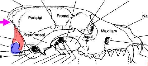 <p>what is the area in red refering to </p>