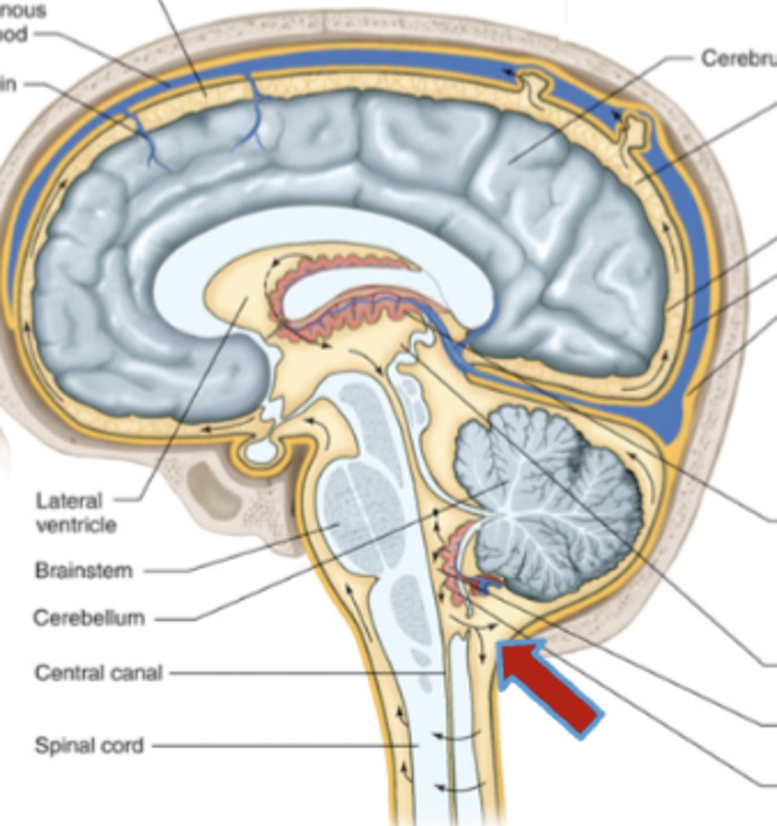 <p>via holes in the 4th ventricle, it drains into the subarachnoid space</p>