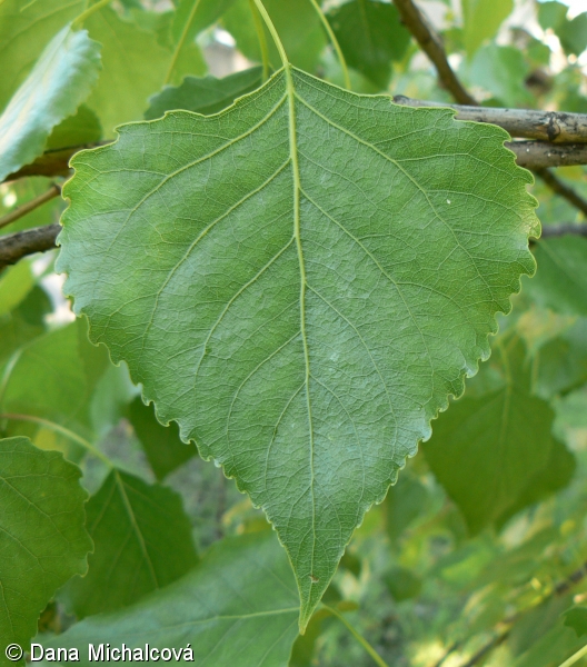 <p>Populus x canadensis</p>