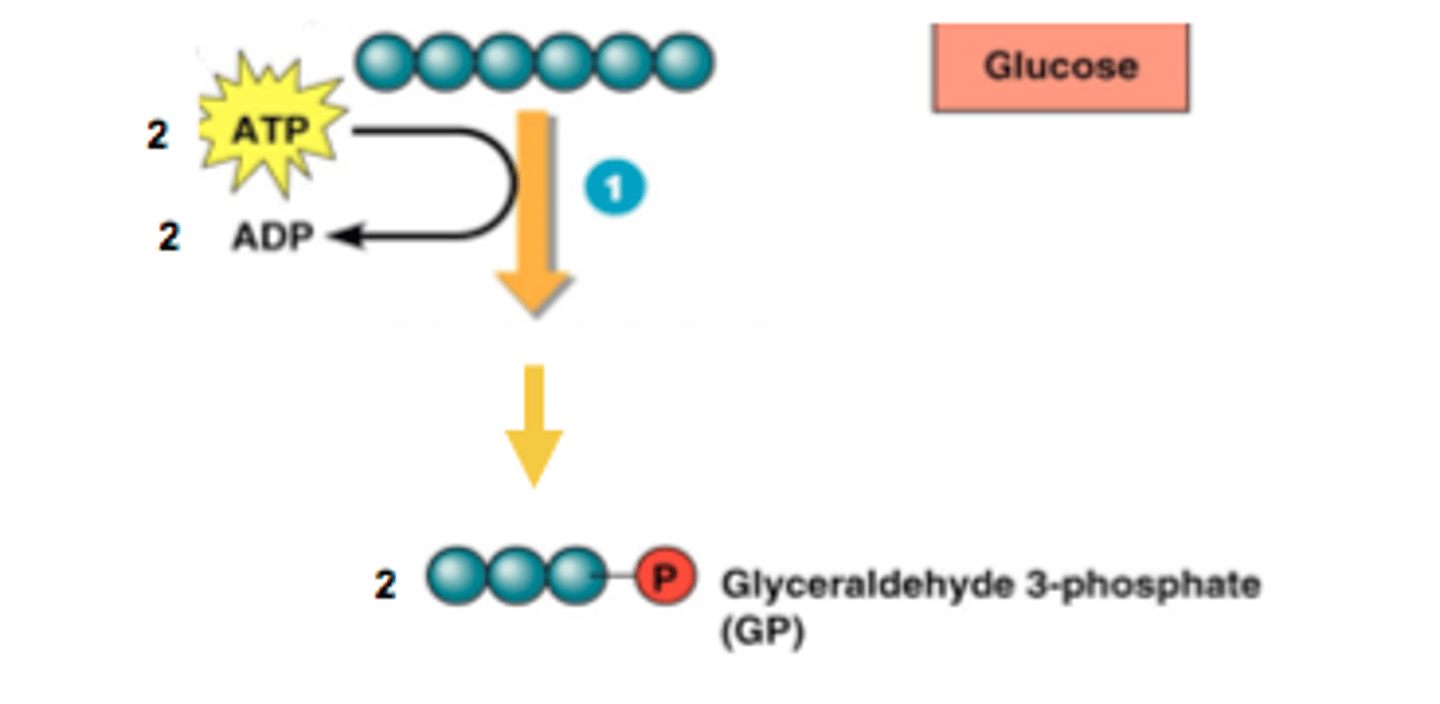 <p>a chemical reaction that happens in the mitochondrion where glucose from food is converted into ATP</p>