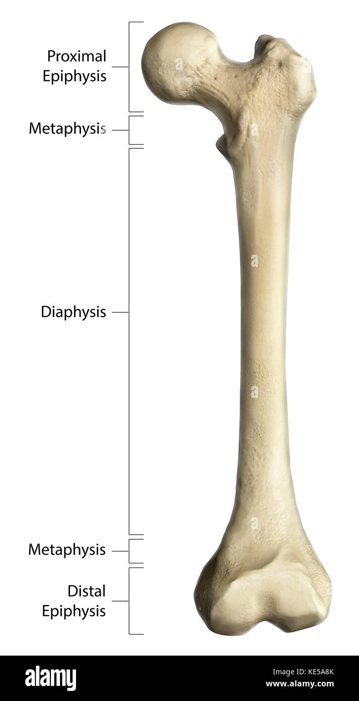 <p>What is the metaphysis region of a long bone?</p>