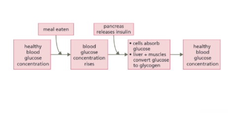 <ul><li><p>The pancreas produces insulin</p></li><li><p>Insulin binds in target organs (muscles and liver) causing:</p><ul><li><p>Glucose to move from the blood into muscle cells for respiration</p></li><li><p>Excess glucose to be converted into glycogen which is stored in the liver</p></li></ul></li><li><p>The blood glucose concentration is reduced</p></li></ul><p></p>
