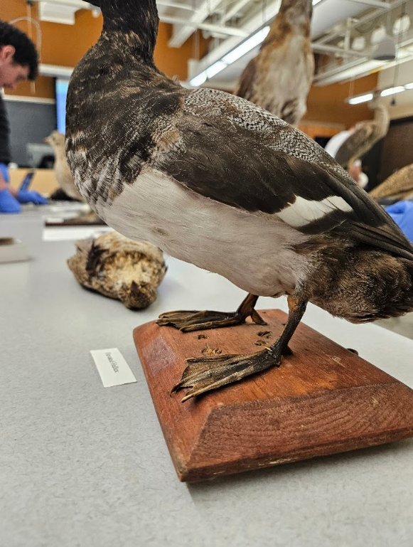 <p>hallux is inserted so high on the metatarsus that its tip doesn’t reach the ground</p>