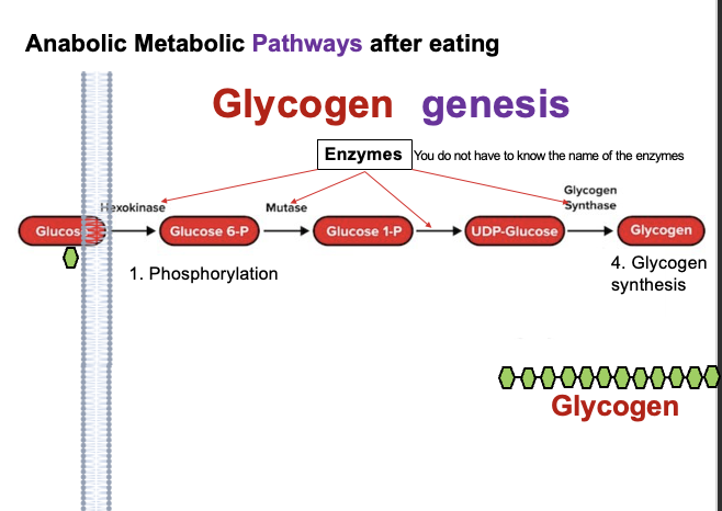 <p>A metabolic pathway is a linked, enzyme-catalyzed, step-by-step series of reactions in cells where the product of one reaction becomes the substrate for the next.</p><p>Glycogenesis is the anabolic process of converting glucose-6-phosphate into glycogen for storage.</p><p>Know for glycogen metabolism:<br>• First step of glycogenolysis <br>• Last step of glycogenolysis</p>