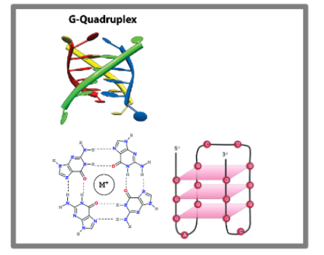 <p>RNA tertiary structure that is 4 stranded helix stabilized by a metal ion and in which every second nucleotide is a G. may also occur in DNA.</p>