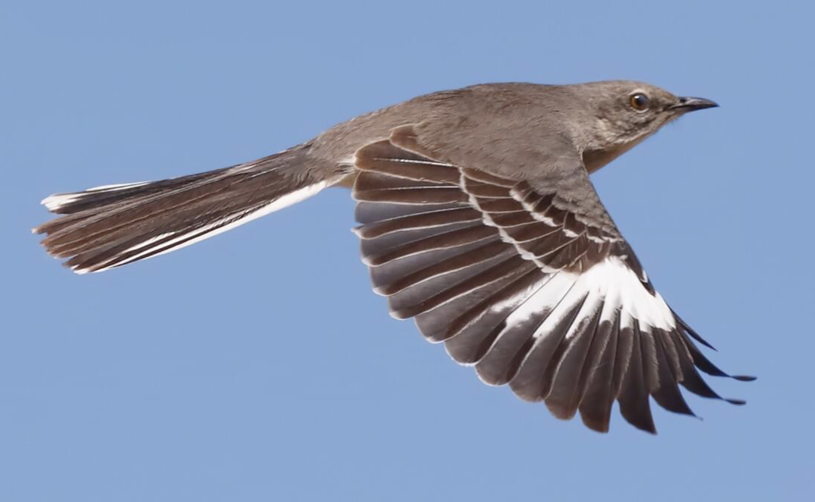 <p>Northern Mockingbird adult</p><p>(gray above and white below, yellow eyes, dark beak, dark wings, legs and tail, noticeable bristles, white patches in flight) </p><p>juveniles have pale bellies with brown spots </p>