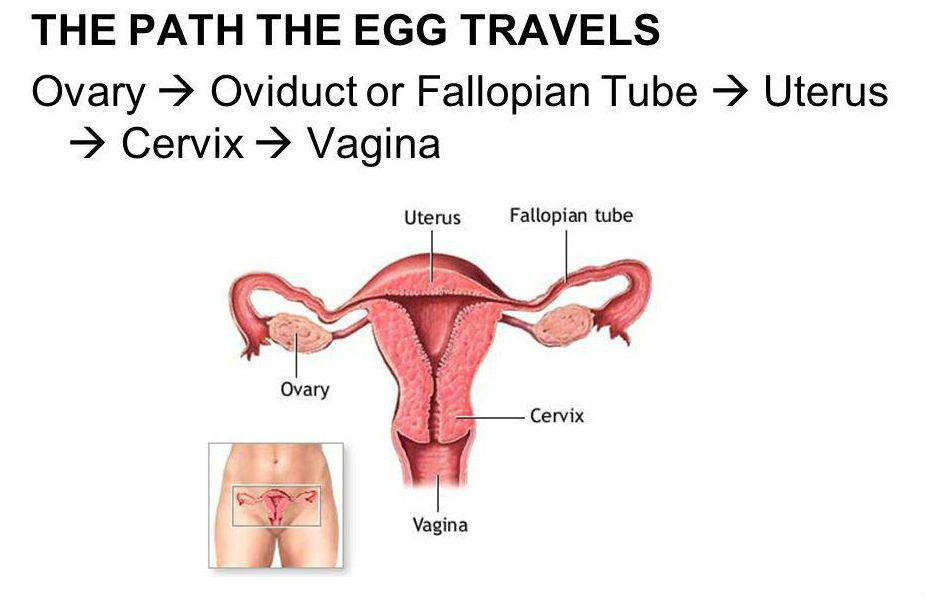 <p>note: if unfertilized, the egg will leave thruough the cerivix and vgina, otherwise it implant into the uterus as an embryo</p>