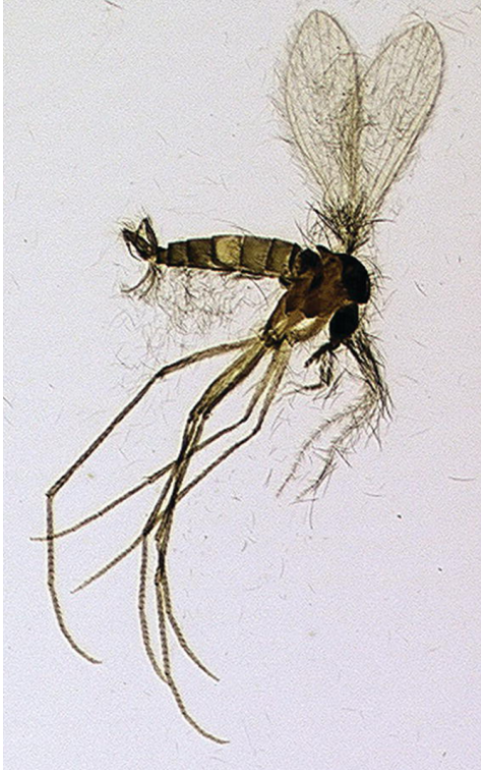 <p>Sandfly (Lutzomyia).</p>