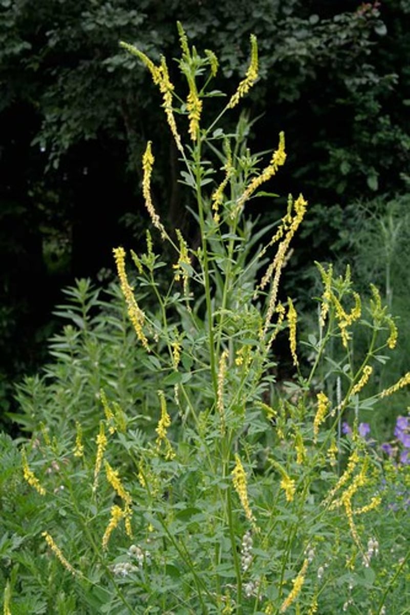 <p>Melilotus spp.</p>