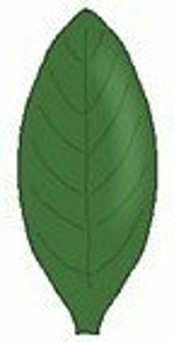 <p>Leaf is widest in the middle</p>
