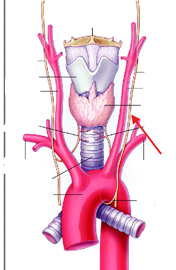<p>What is this structure?</p>