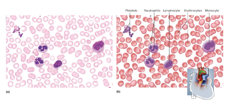 <p>Blood</p>