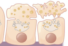 <p>Apocrine glands</p>