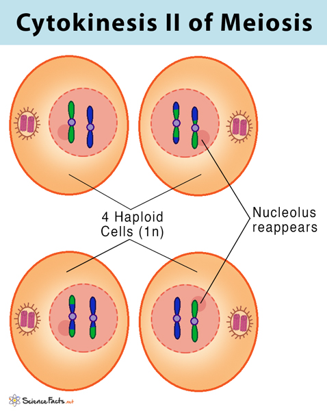 <ul><li><p>4 haploid cells formed</p></li></ul><p></p>