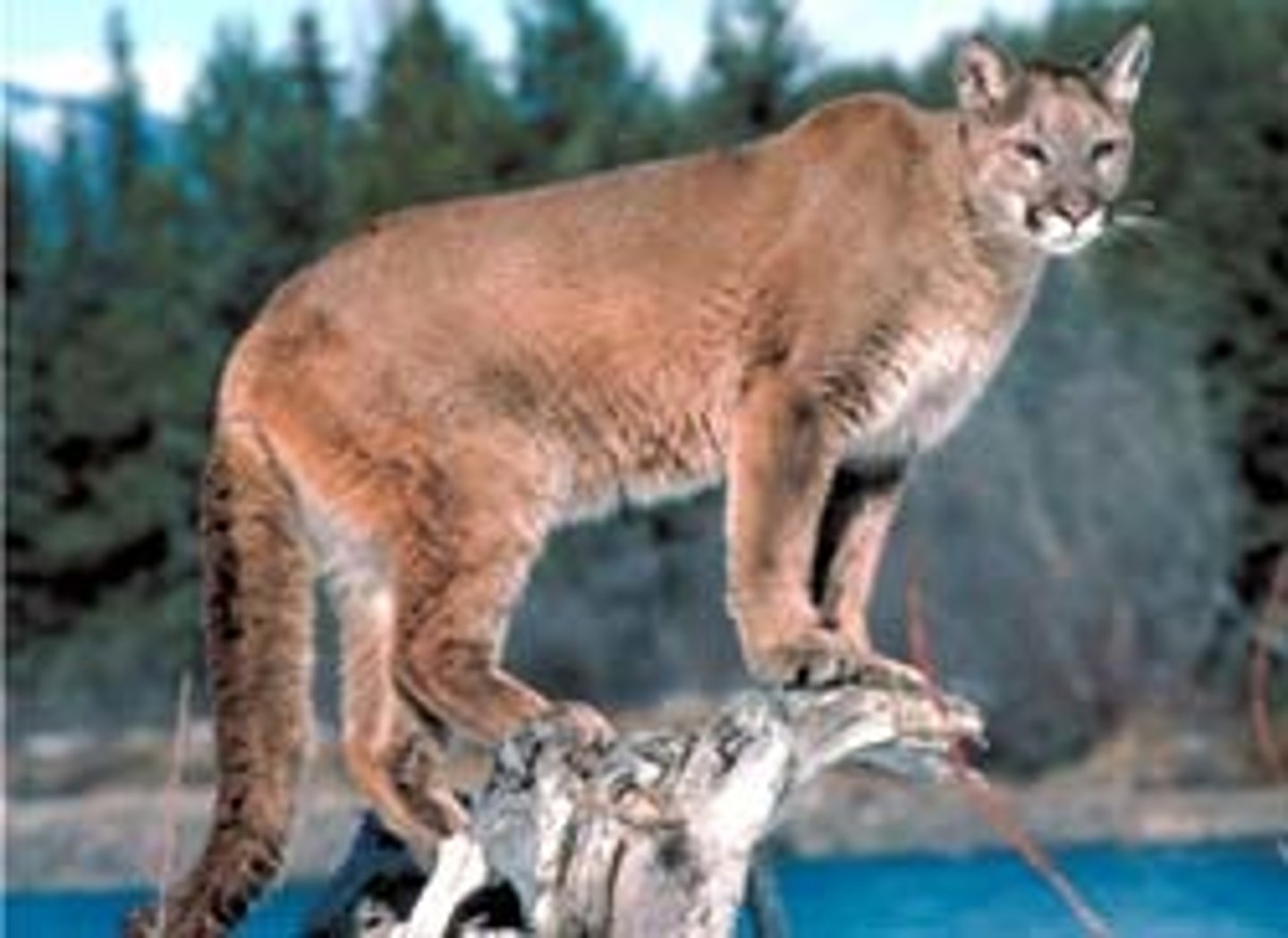 <p>a nonscientific term that may vary from region to region (for example , Puma, Mountain Lion, Cougar)</p>